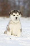 ALASKAN MALAMUTE 316